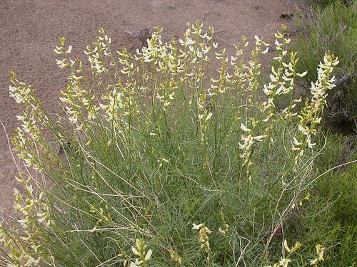 Astragalus filipes